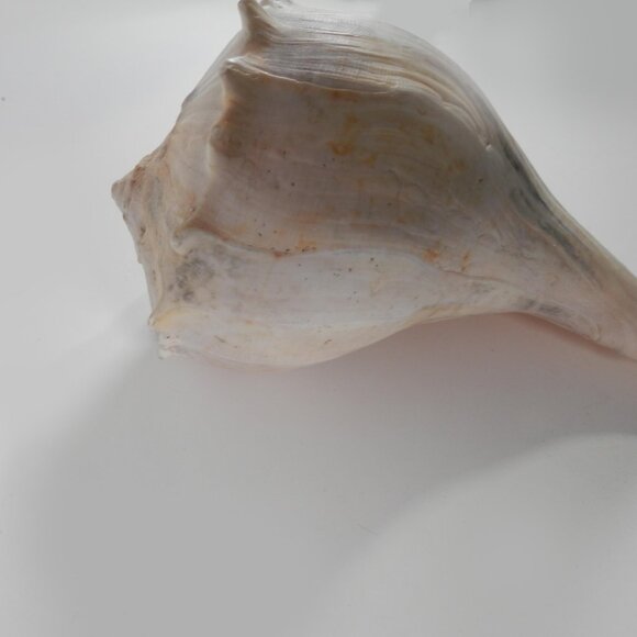 9.5" White Lightning Whelk Seashell Large Shell Ocean Swirl Point Craft Beach - Picture 8 of 12